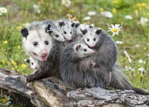 opossum family in the garden