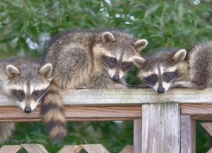 three raccoons sitting on a deck rail