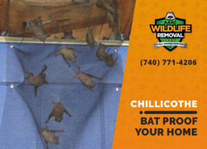 bat proofing my chillicothe home