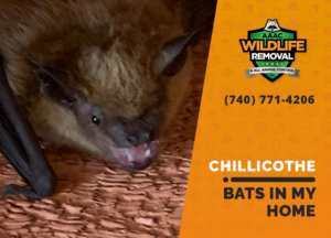 bats in my chillicothe home