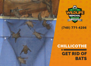 get rid of bats chillicothe