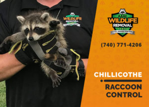 raccoon control chillicothe
