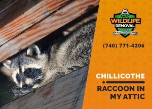 raccoon stuck in attic chillicothe