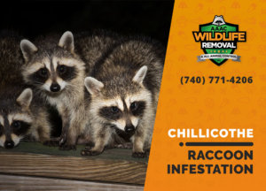infested by raccoons chillicothe