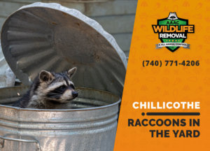 raccoons in my yard chillicothe