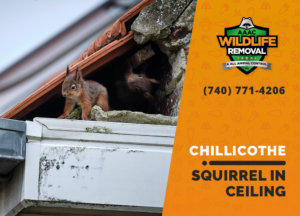 squirrel stuck in ceiling chillicothe