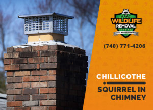 squirrel stuck in chimney chillicothe