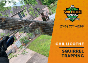 squirrel trapping program chillicothe