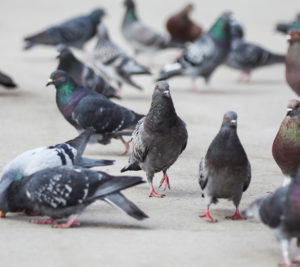 Birds on a sidewalk