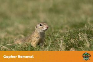 Gopher standing on a rock