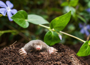 Mole playing in a dirt