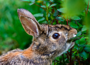 Rabbit Chewing leaves