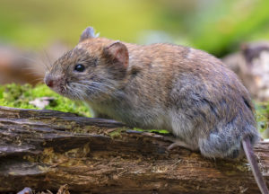 Vole in a backyard