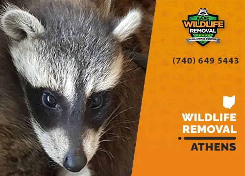 Athens Wildlife Removal professional removing pest animal