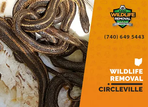 Circleville Wildlife Removal professional removing pest animal