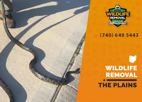 The Plains Wildlife Removal professional removing pest animal