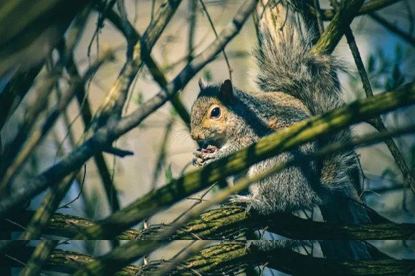 How Long Do Squirrels Hibernate? - AAAC Wildlife Removal of South